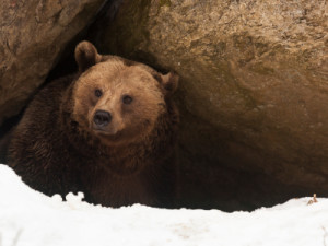 bear in cave resized